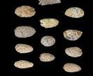 Lot: Fossil Seed Cones (Or Aggregate Fruits) - Pieces #148849-2